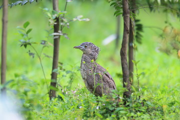 Fototapeta premium Malaysian night heron (Gorsachius melanolophus) in Taiwan