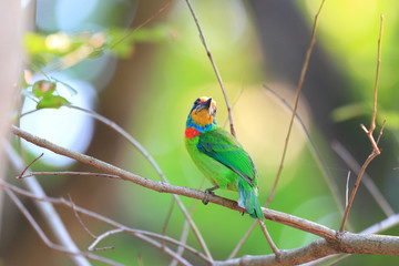 Taiwan Barbet (Megalaima nuchalis) in Taiwan
