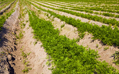 Fototapeta na wymiar carrot field - an agricultural field on which grow up carrots