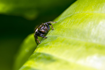 Fototapeta premium The jumping spider family (Salticidae)