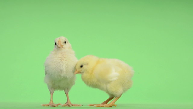 Two chicks standing in front of a green key