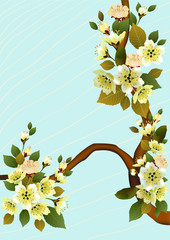 Fototapeta premium sakura , spring , postcard .