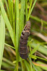 Small Elephant Hawk-moth, Deilephila porcellus larva on grass