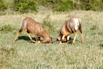 Topi antelopes locking their horn