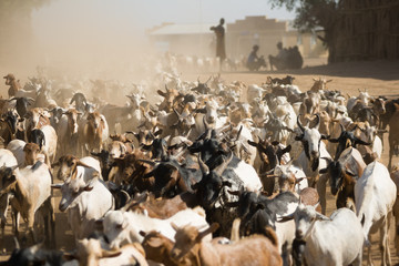 Herd of goats walking on a dusty road near Turmi, Ethiopia.