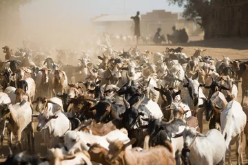Fototapeten Herd of goats walking on a dusty road near Turmi, Ethiopia. © michelealfieri