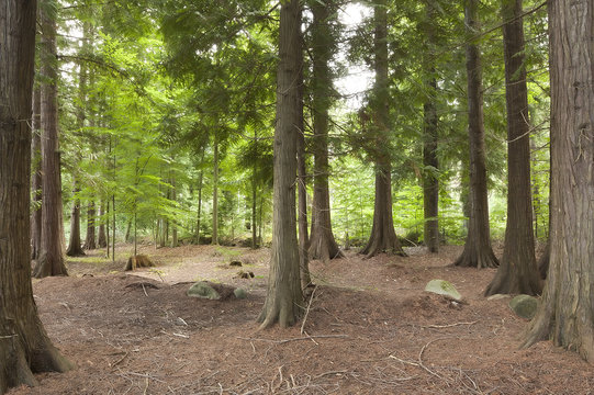Thuja Forest" Images  Browse 4 Stock Photos, Vectors, and Video | Adobe  Stock