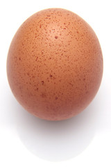Chicken egg