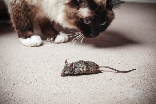 Cat looking at dead mouse