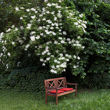 garden bench under flowering elder