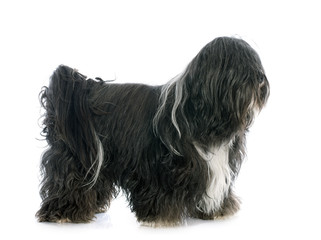 Tibetan terrier