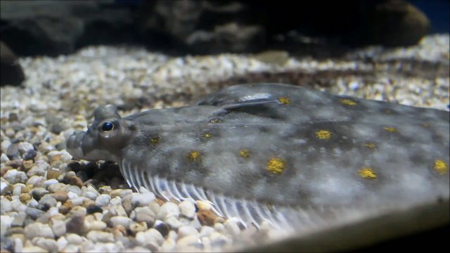 Flunder (flounder, fluke, plaice)