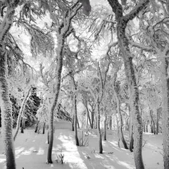 Foto op Aluminium Frozen Forest © oswe