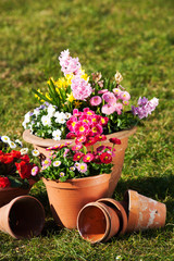 Frühlingsblumen