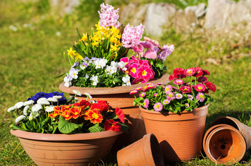 Frühlingsblumen © DoraZett