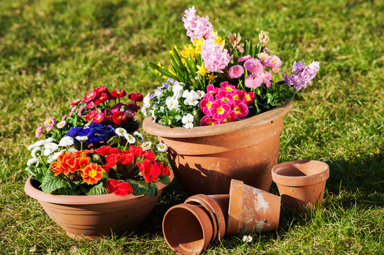 Fr&uuml;hlingsblumen