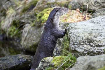 Otter