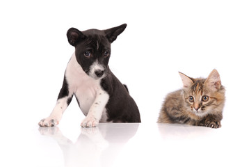 Obraz premium Dog and Cat above white banner looking at camera