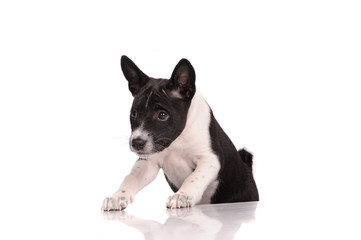Basenji dog puppy isolated over white background