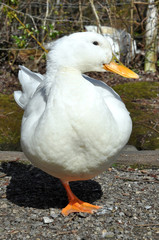 Aylesbury Duck