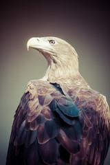 Eagle close up