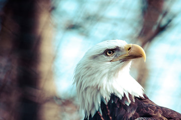 Portrait of a bald eagle