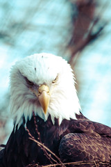 Portrait of a bald eagle