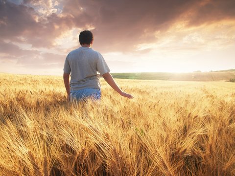 Boy walking through wheat field