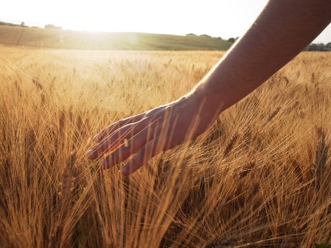 Hand Slide Threw The Wheat Field