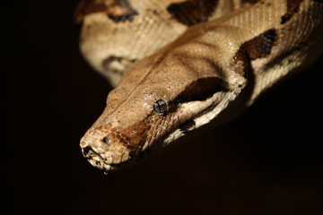 Boa constrictor