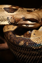 Boa constrictor