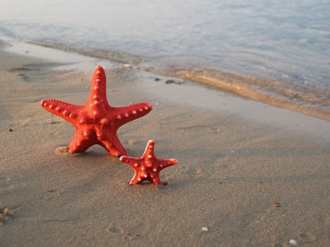 Starfish on tropical beach
