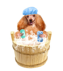 Dog washes
