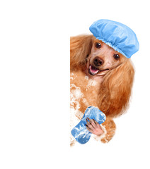 Dog washes