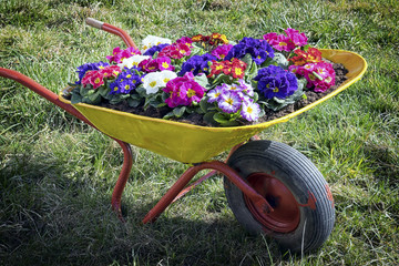 flowers in an old cart