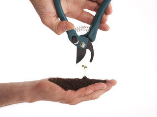 Human hands and young plant with secateurs - 62988455