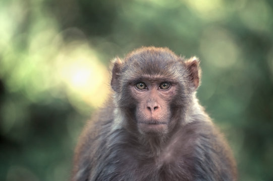 Macaque