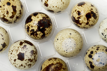 raw quail eggs isolated 