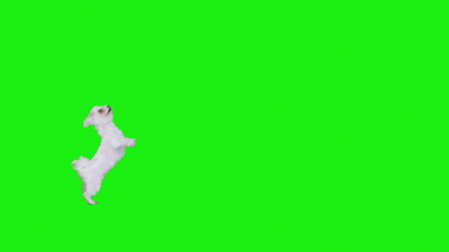 Frame Crossings Of A White Cute Dog On Green Screen