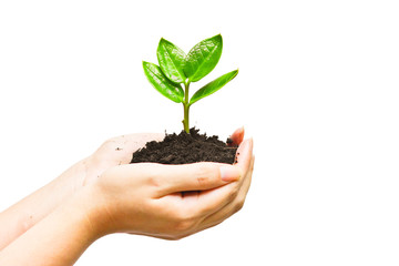 two hands holding and caring a young green plant