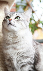 Naklejka na ściany i meble silver cat of siberian breed at the scratching post