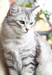 silver cat of siberian breed at the scratching post