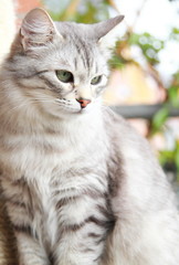 silver cat of siberian breed at the scratching post