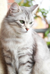 Naklejka na ściany i meble silver cat of siberian breed at the scratching post