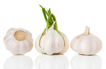 garlic