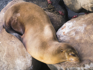 Sea ​​lion resting
