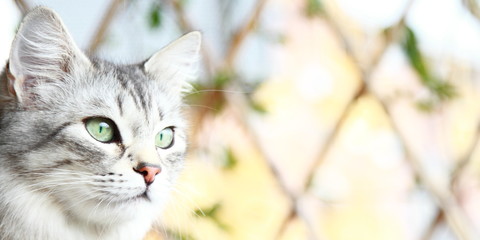 Obraz premium silver cat of siberian breed, adult female