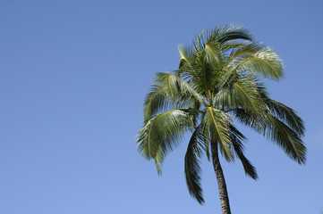 Urlaub Fernreise unter Palmen