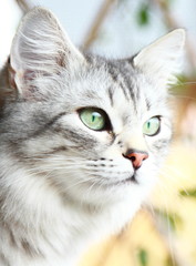 Naklejka na ściany i meble silver cat of siberian breed, adult female