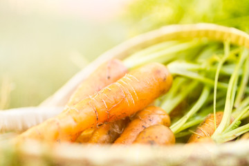 Organic Carrots